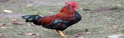 Chickens poultry for sale: 5 Wellsummer Cockerels For Sale - Advert 1