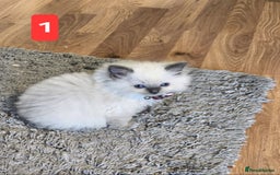Ragdoll cats for sale: Three Adorable Blue Point Ragdoll Kittens - Image 10