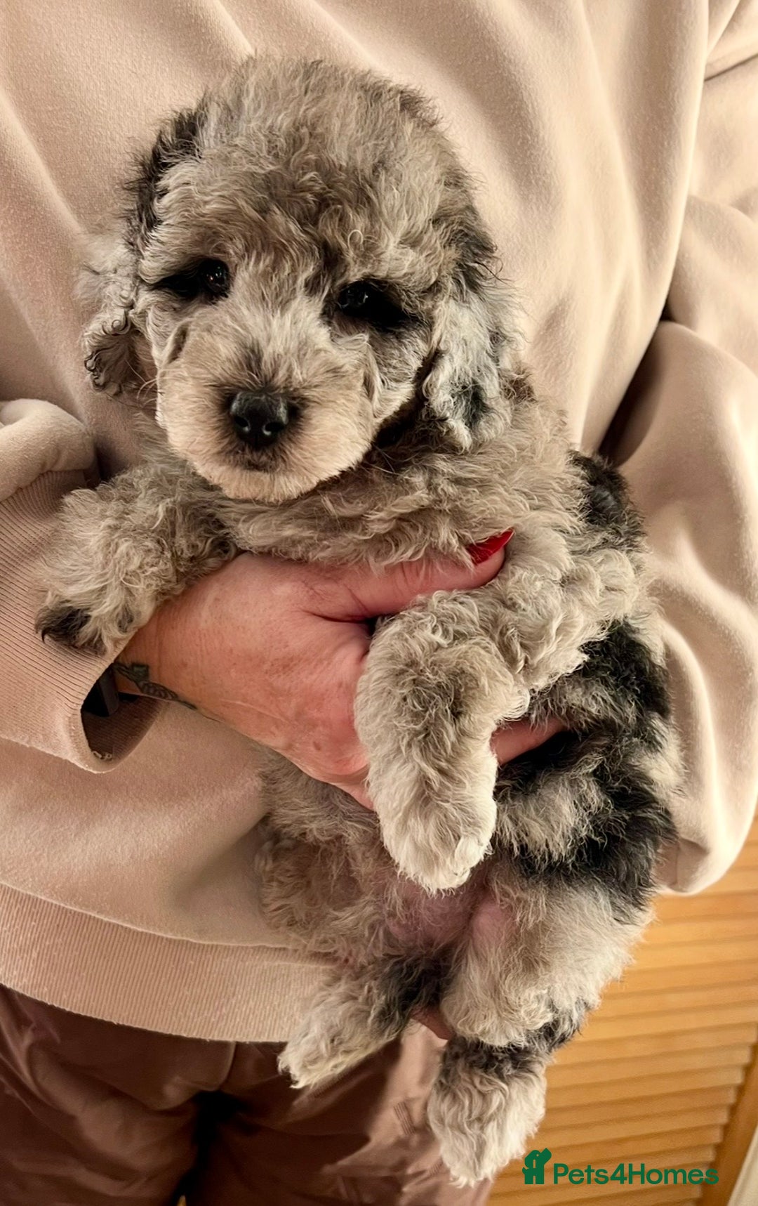 Labradoodle dogs for sale: F1b Labradoodles, Miniature Health tested parents - Advert 3