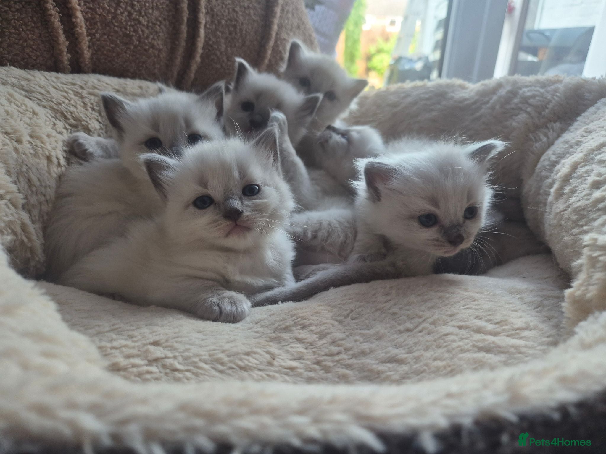 Ragdoll cats  7 Beautiful Ragdoll Boys 💝🐺 - Advert 2