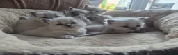 Ragdoll cats for sale:  7 Beautiful Ragdoll Boys 💝🐺 - Advert 2