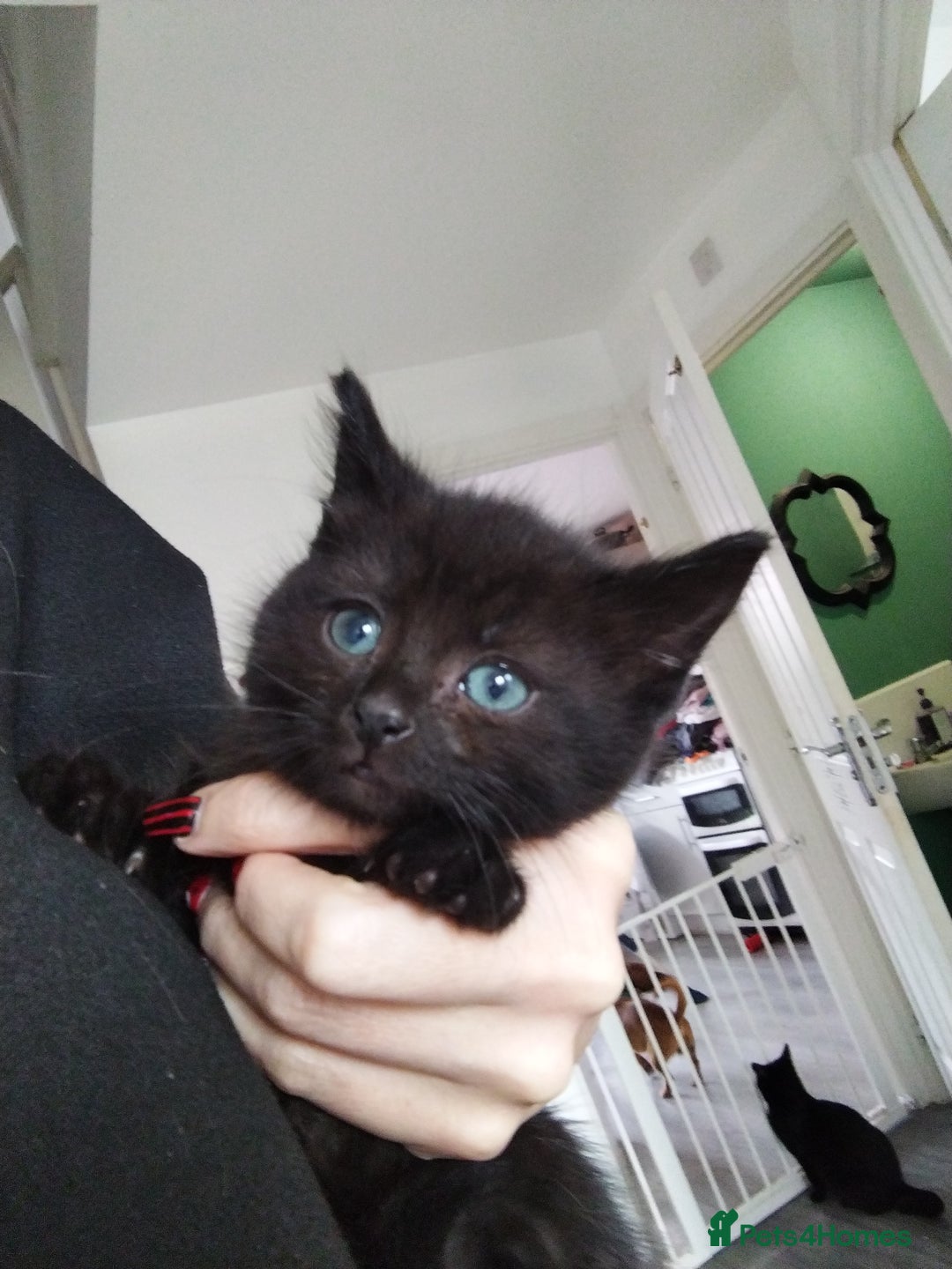 Mixed Breed cats for sale: Male and female kitten  - Image 2