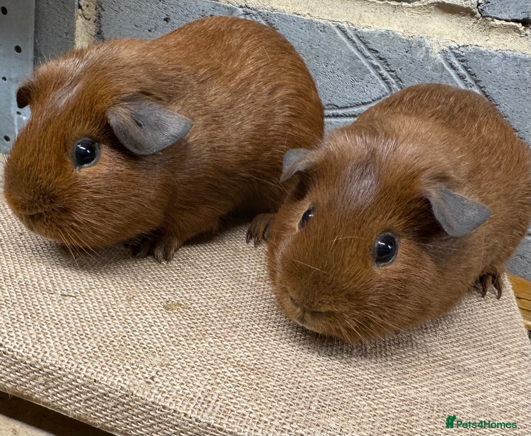 Guinea Pig rodents for sale: Bonded baby guinea pig boys for sale - Advert 5
