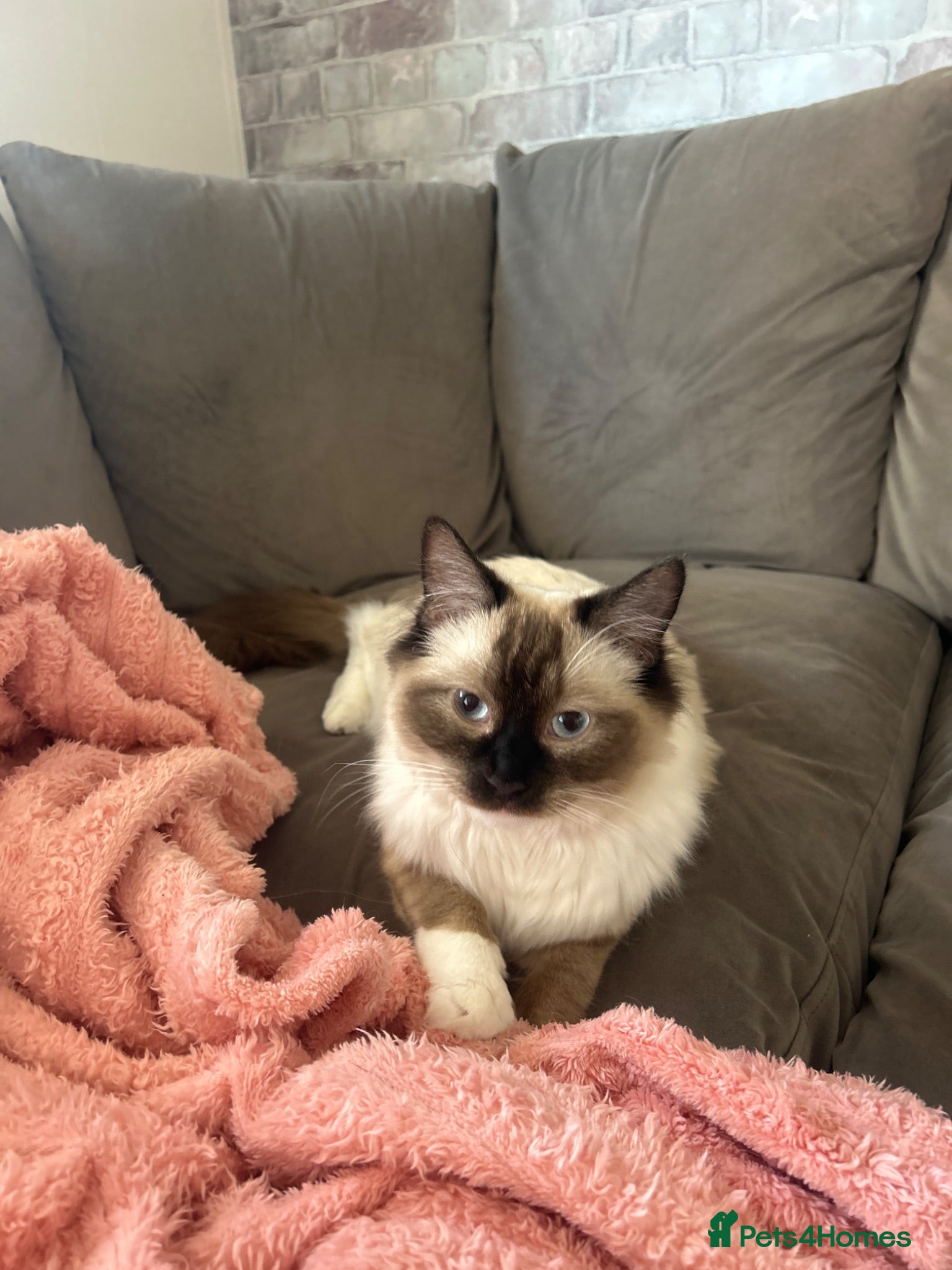 Ragdoll cats 8 month old Ragdoll boy  - Advert 1