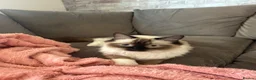 Ragdoll cats for sale: 8 month old Ragdoll boy  - Advert 1