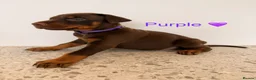 Dobermann dogs for sale: Beautiful Doberman Puppies for sale  in Spalding - Advert 10