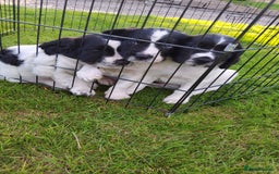 English Springer Spaniel dogs for sale: 3 male Springer Spaniel pups KC Reg and Pedigree - Image 9