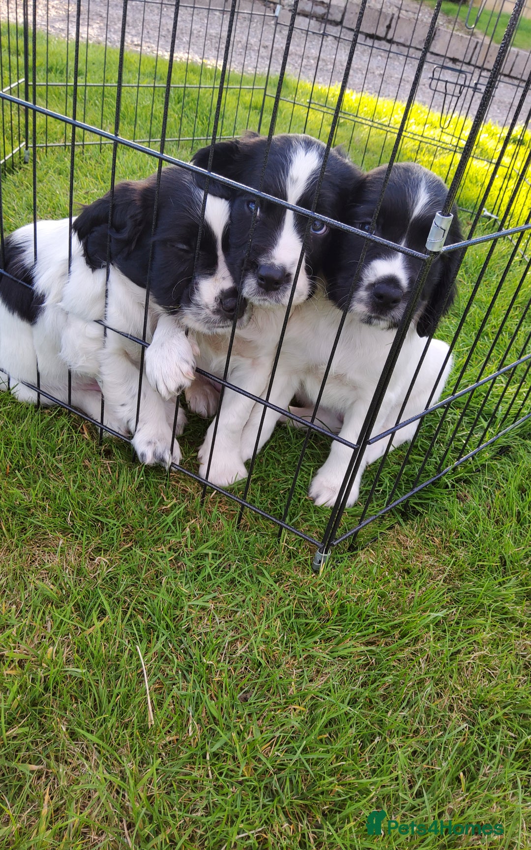English Springer Spaniel dogs for sale: 3 male Springer Spaniel pups KC Reg and Pedigree - Image 9