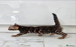 Bengal cats for sale: 🐾Gorgeous Female Bengal Kitten Available! - Image 3