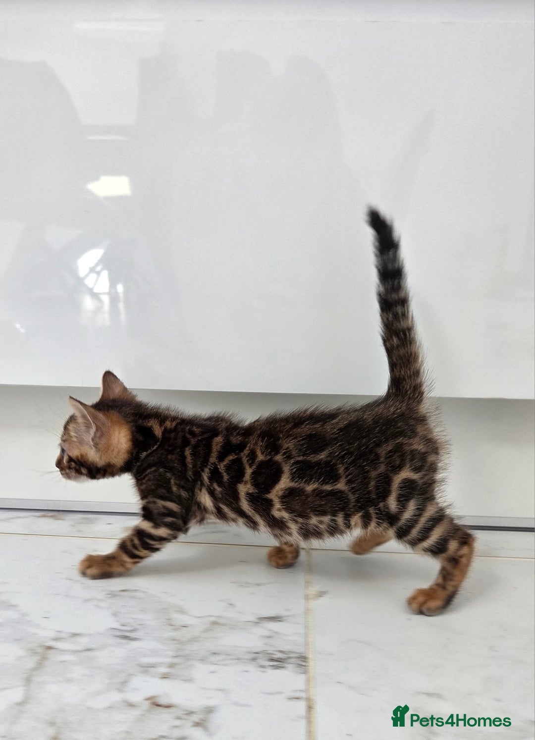 Bengal cats for sale: 🐾Gorgeous Female Bengal Kitten Available! - Image 3
