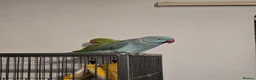 Ringnecks birds for sale: Parrots  - Advert 2