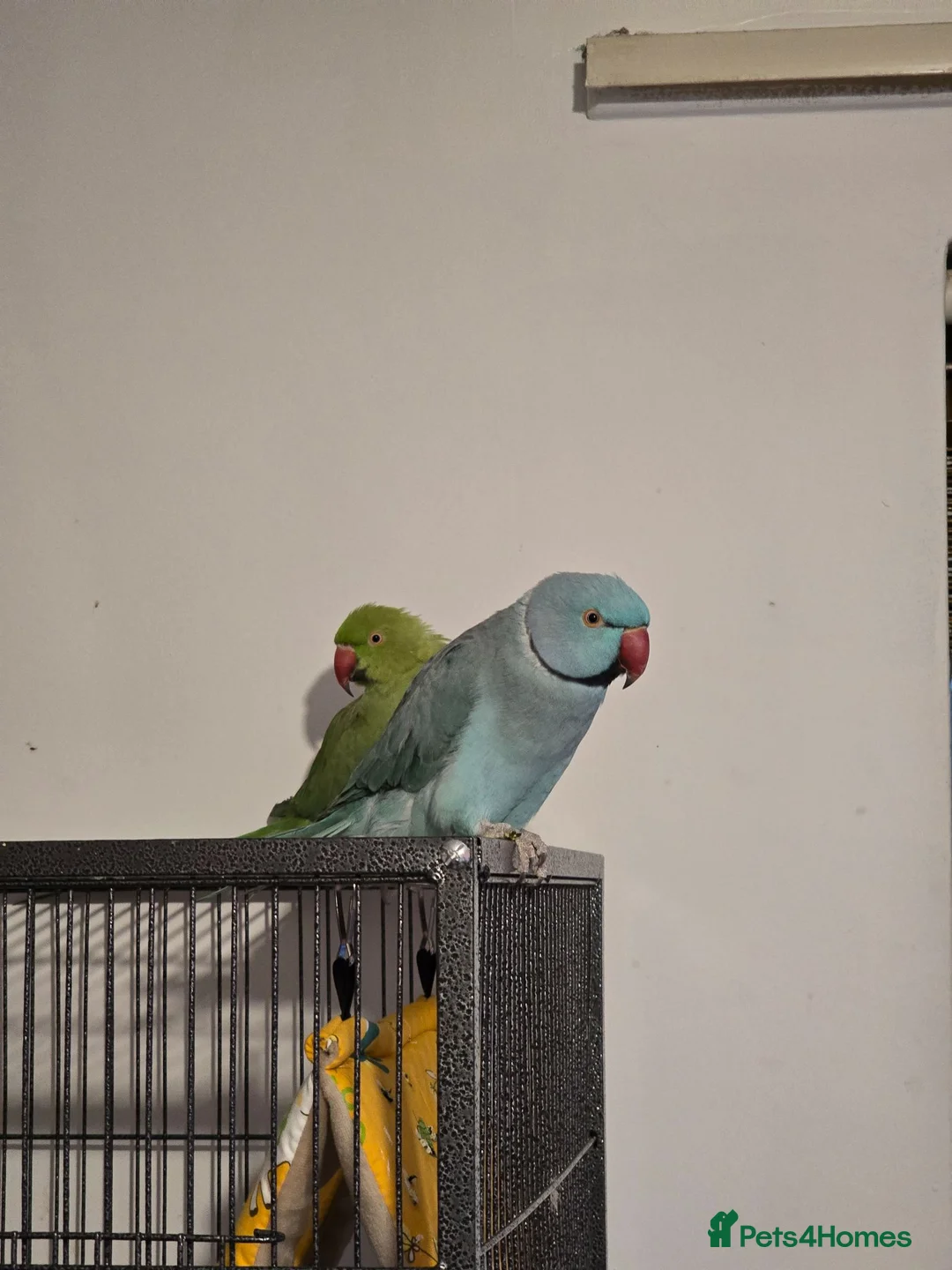 Ringnecks birds for sale: Parrots  - Advert 2