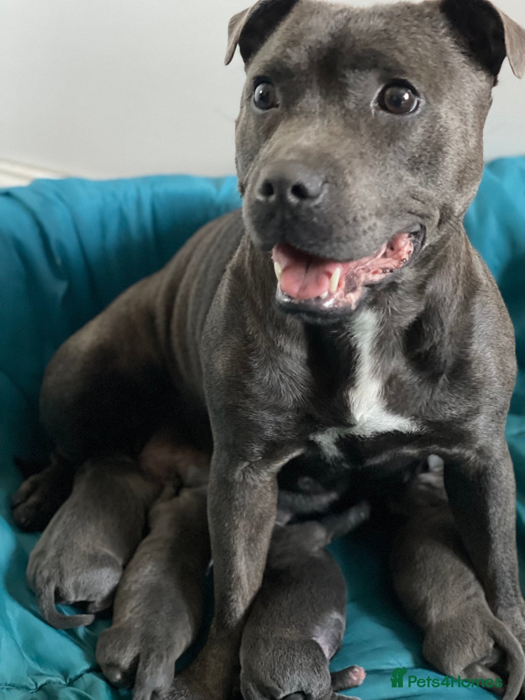 Staffordshire Bull Terrier dogs for sale: Top Quality Blue Staffordshire Bull Terriers  - Image 2