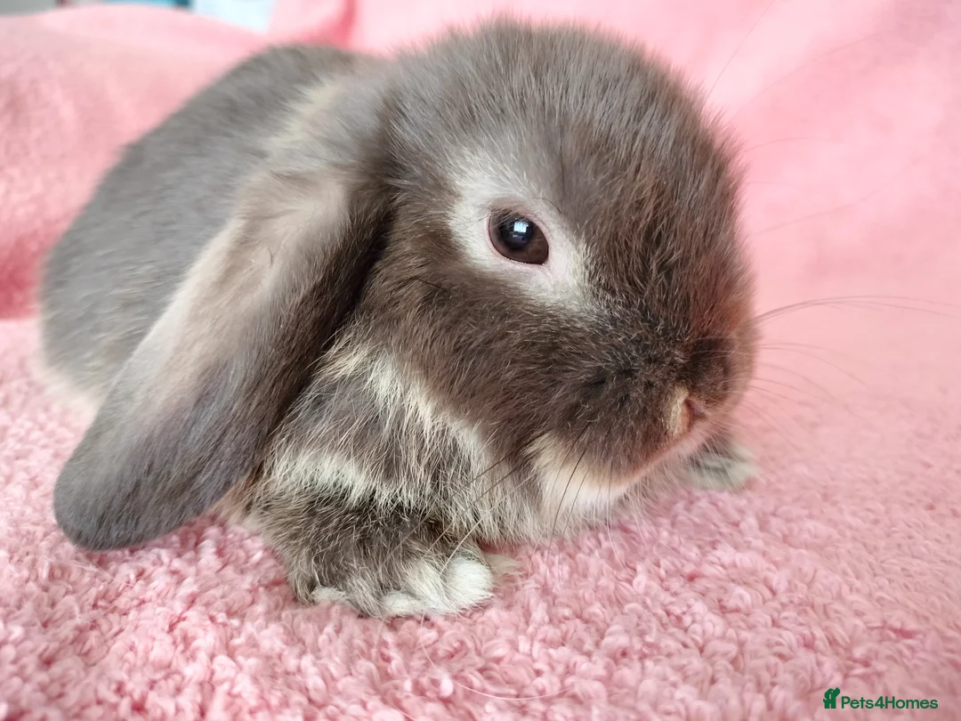Mini Lop rabbits for sale: Baby mini lops for sale  - Advert 4