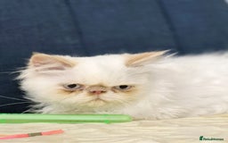 Persian cats for sale: Himalayan Persian kitten - Image 3