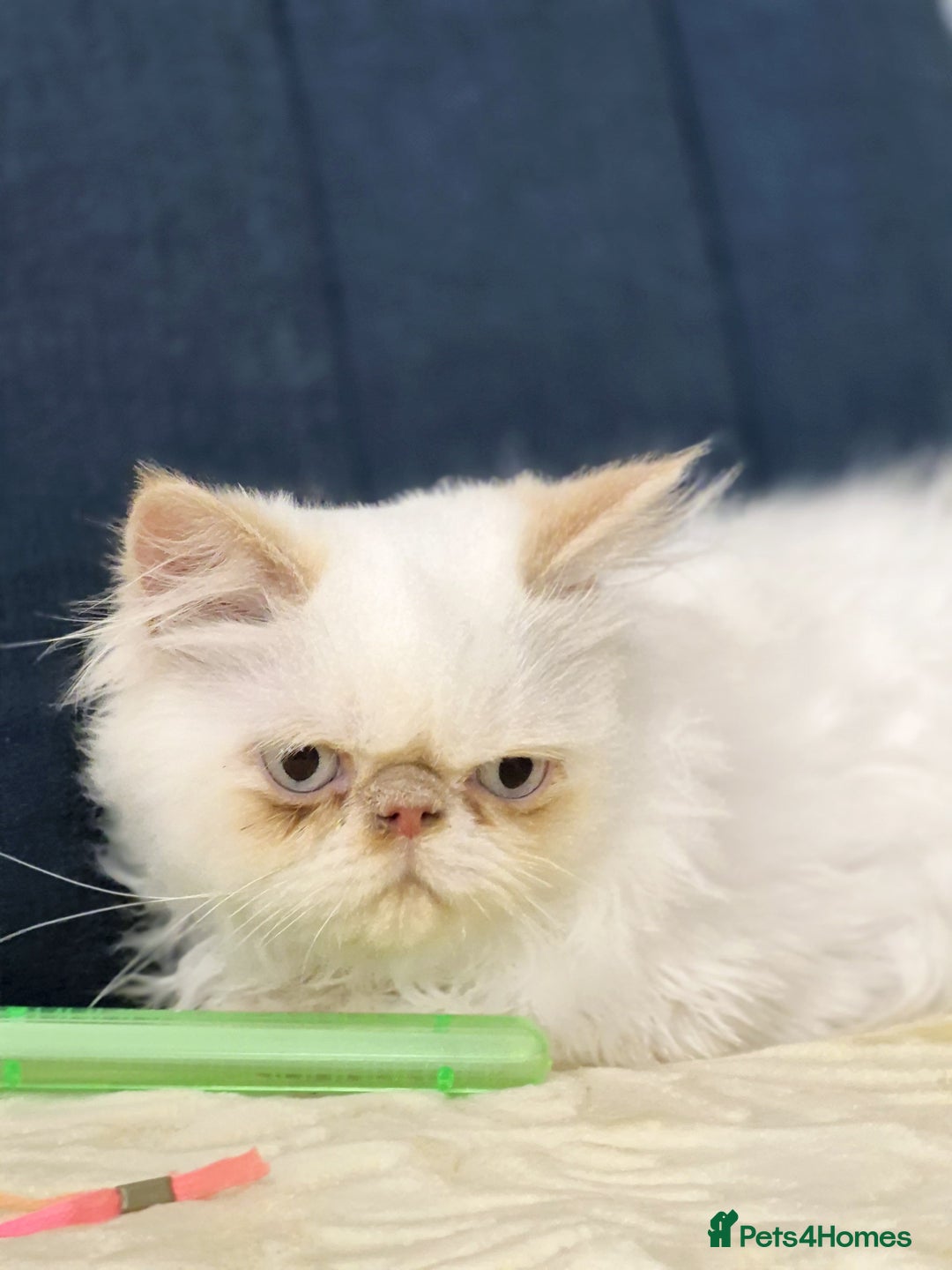 Persian cats for sale: Himalayan Persian kitten - Image 3