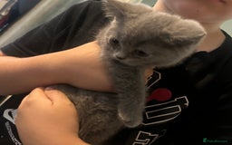 British Shorthair cats for sale: Full British short hair adorable kittens - Image 9