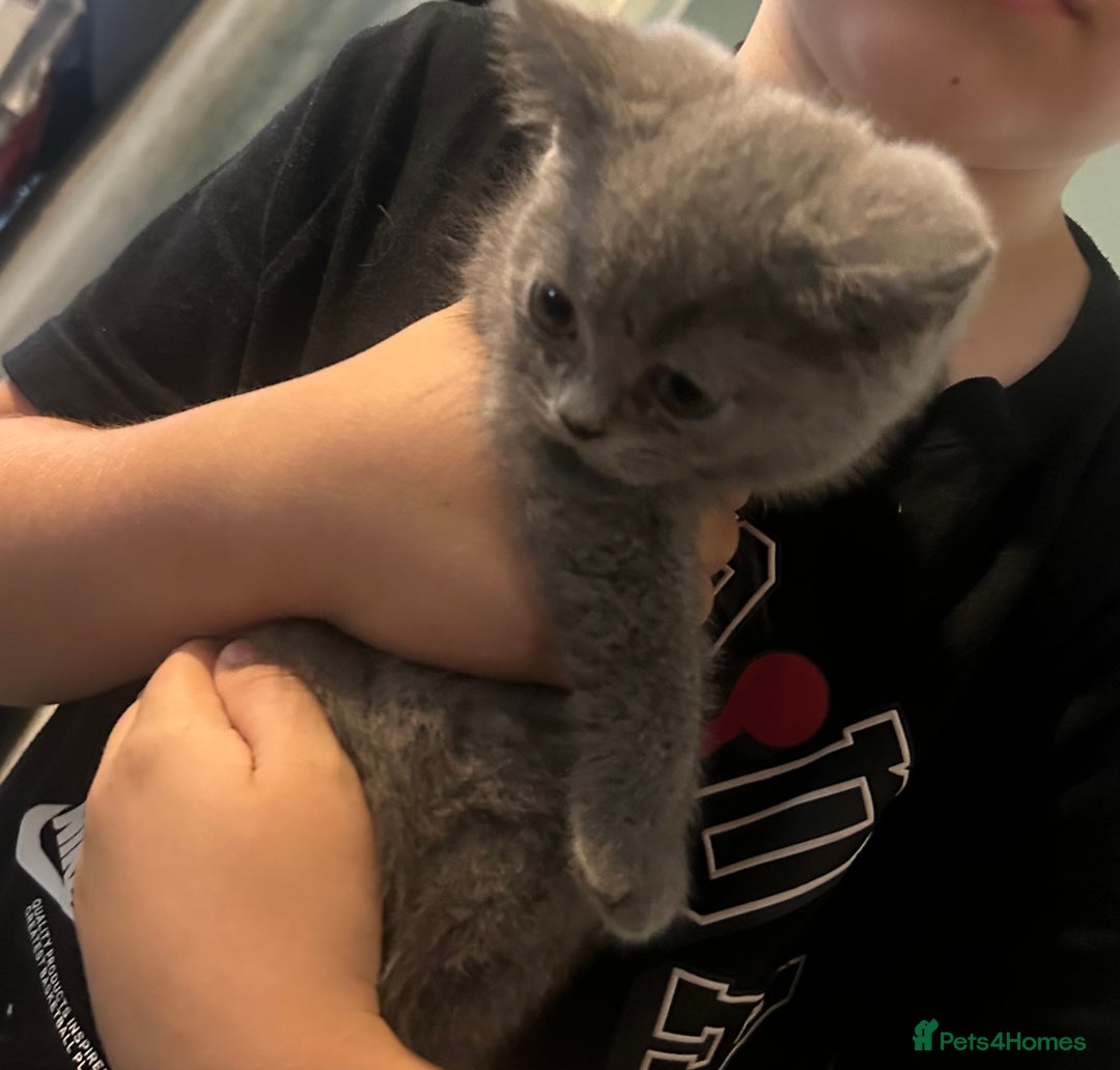 British Shorthair cats for sale: Full British short hair adorable kittens - Image 9