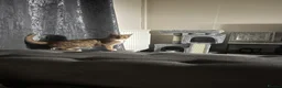 Mixed Breed cats for sale: 2 8 months old cats to go together  - Advert 9