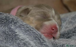 American Bully dogs for sale: American bully  - Image 3