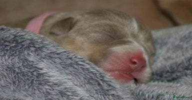American Bully dogs - Advert 13
