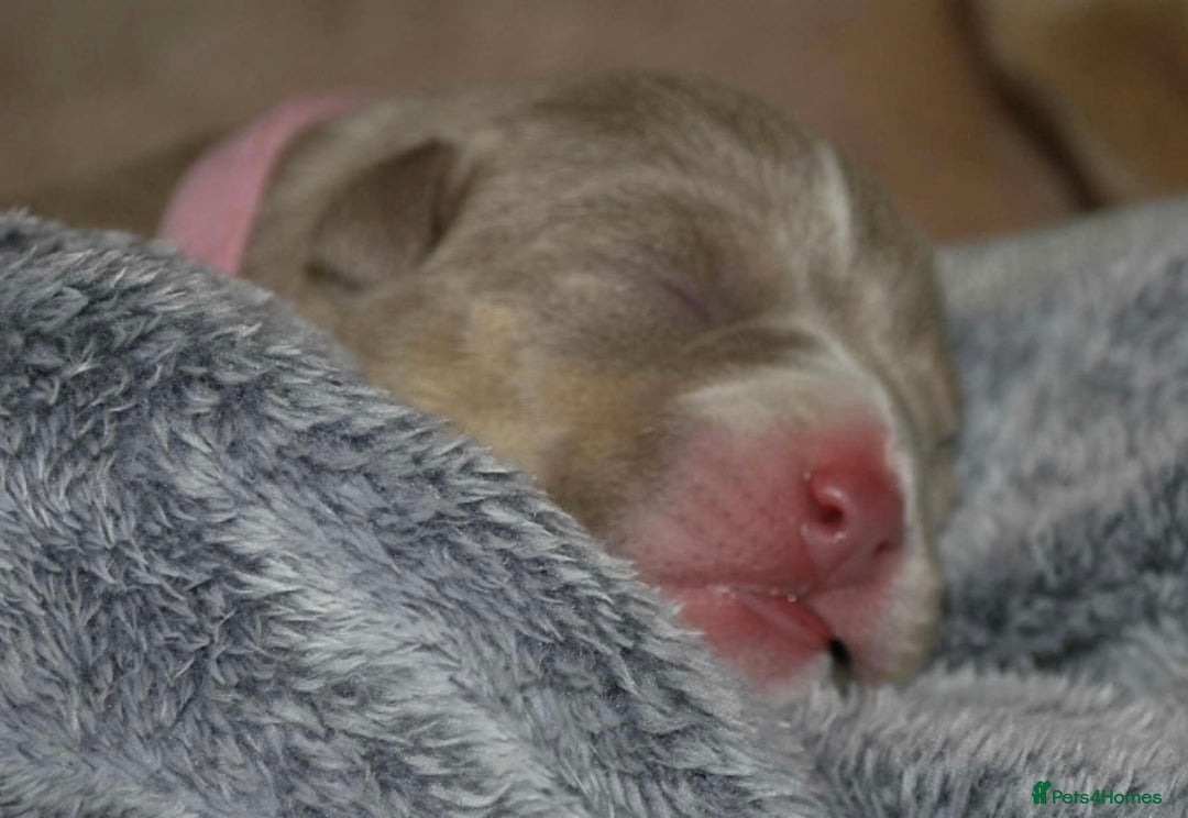 American Bully dogs for sale: American bully  - Image 3