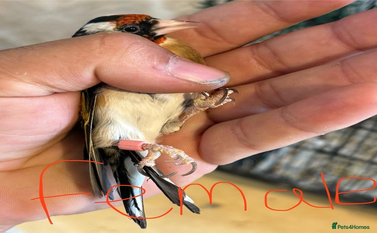 Finches birds - Advert 1