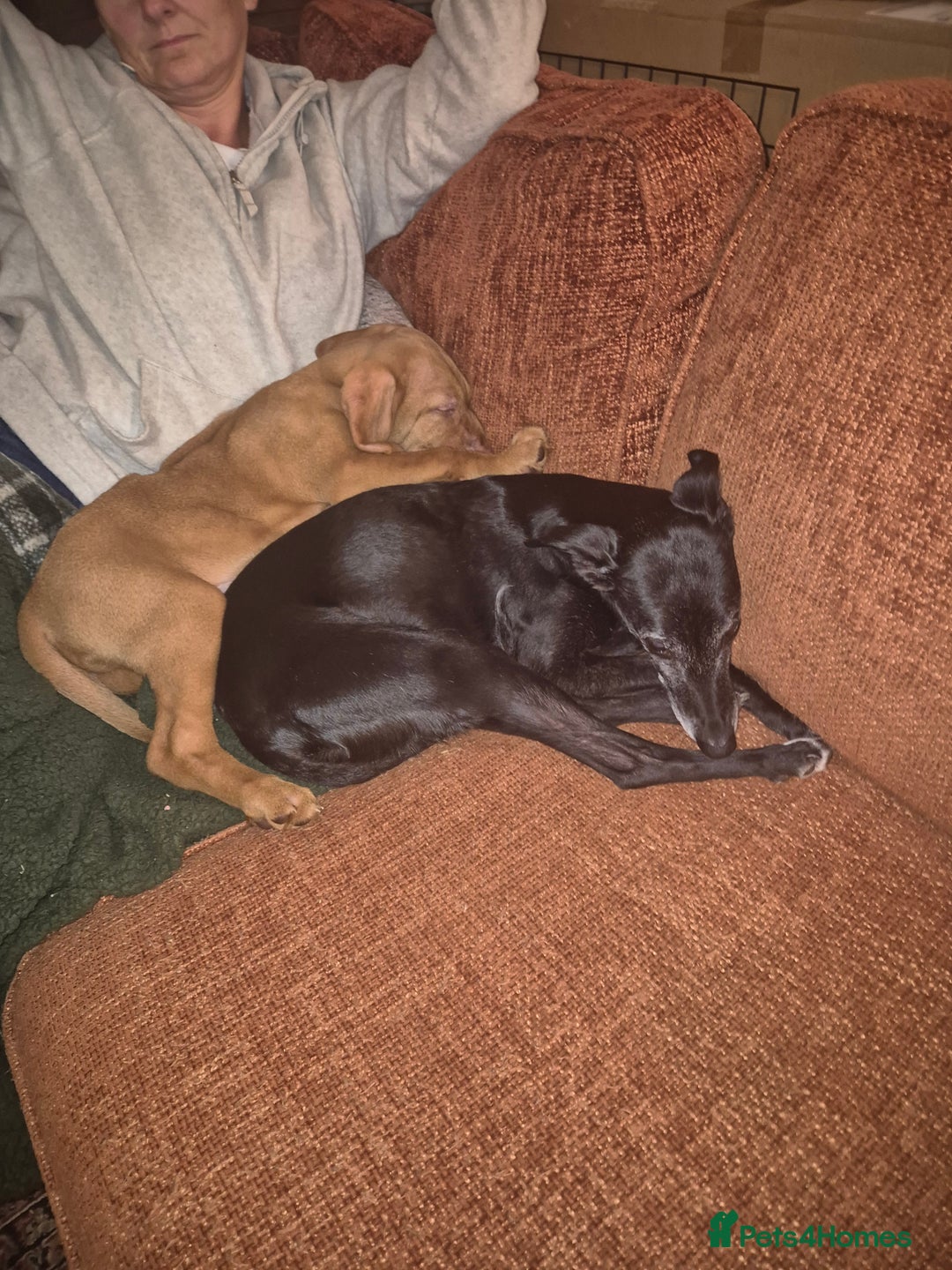 Hungarian Vizsla dogs for sale: Wirehaired Hungarian Visla puppies   - Advert 9