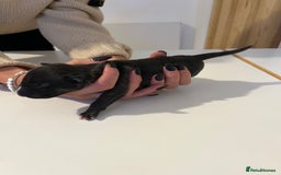 English Bull Terrier dogs for sale: Champion line EBT Puppies - Image 36