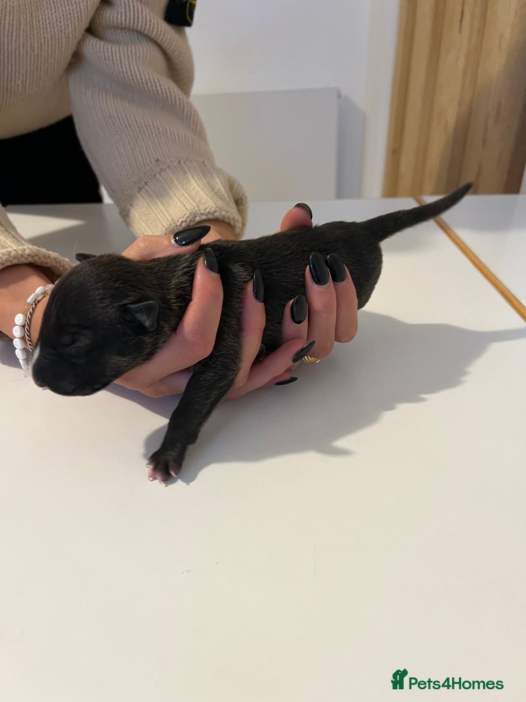 English Bull Terrier dogs for sale: Champion line EBT Puppies - Image 36