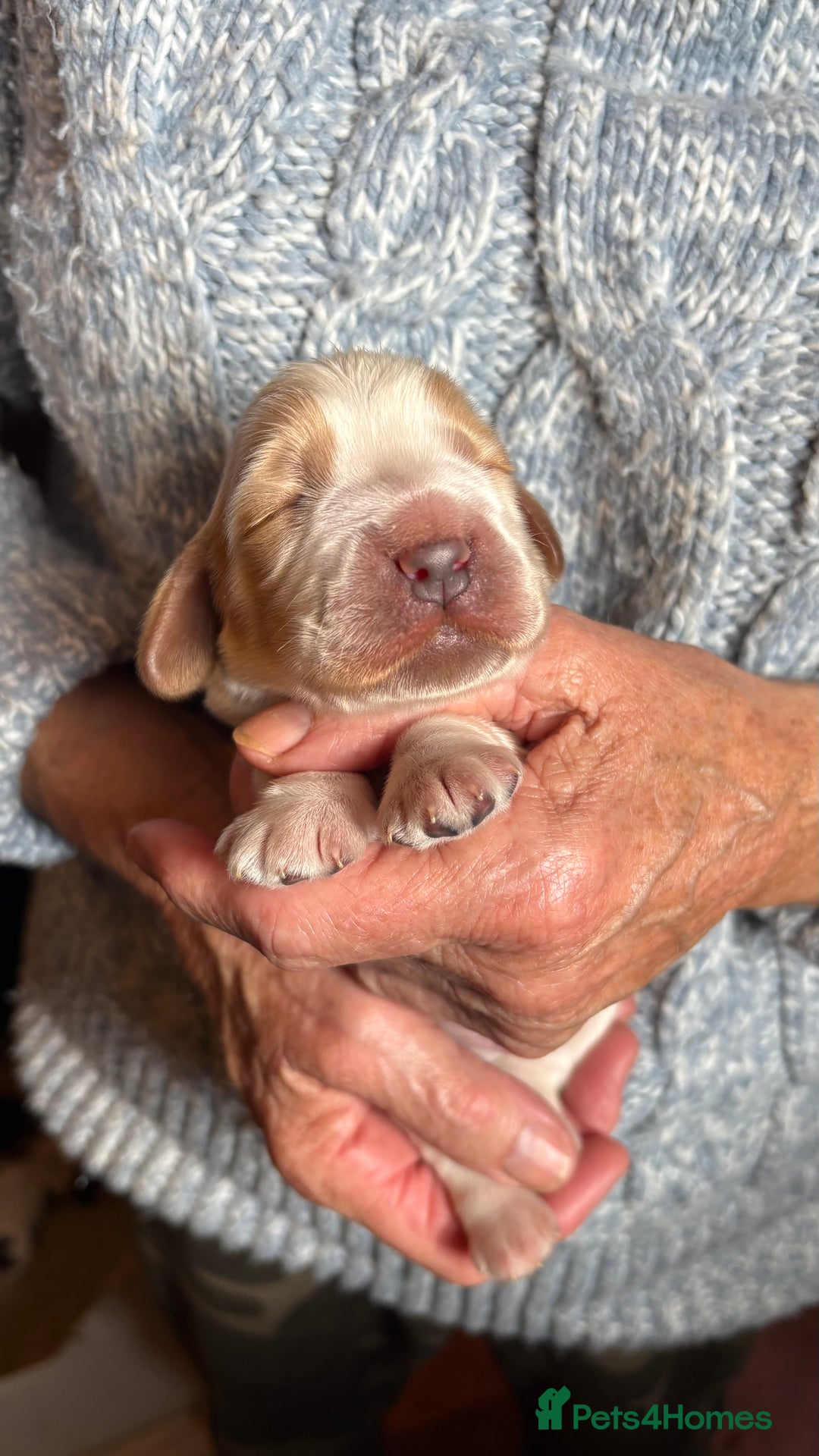 Cocker Spaniel dogs for sale: Show cocker spaniel pups  - Image 11
