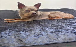Chihuahua dogs for stud: KC Reg lilac Stunning Stud Boy in Bury Saint Edmunds - Image 18