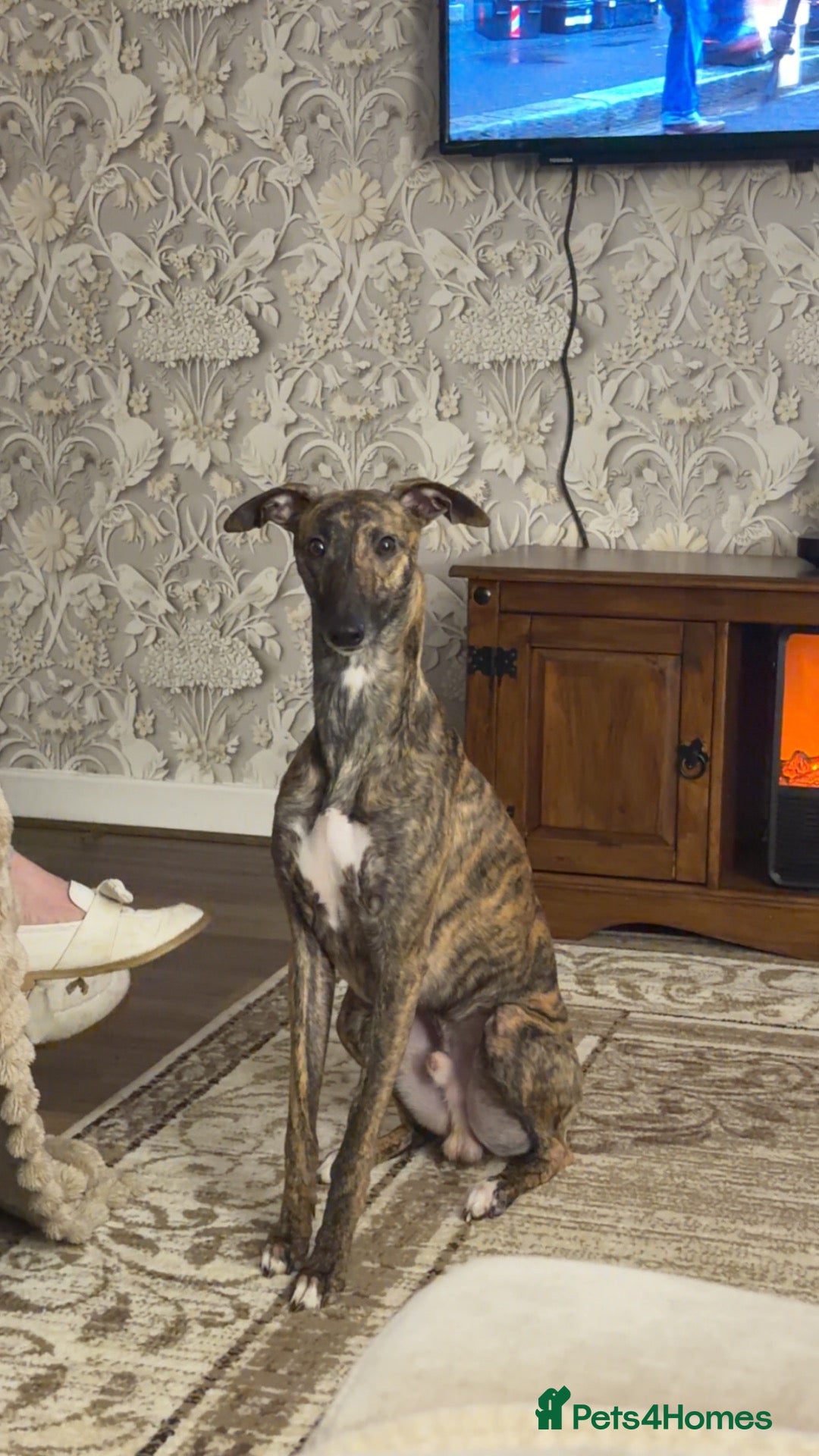 Whippet dogs for stud: Whippet For Stud - Advert 1