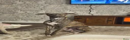 Whippet dogs for stud: Whippet For Stud in Darlington - Advert 1