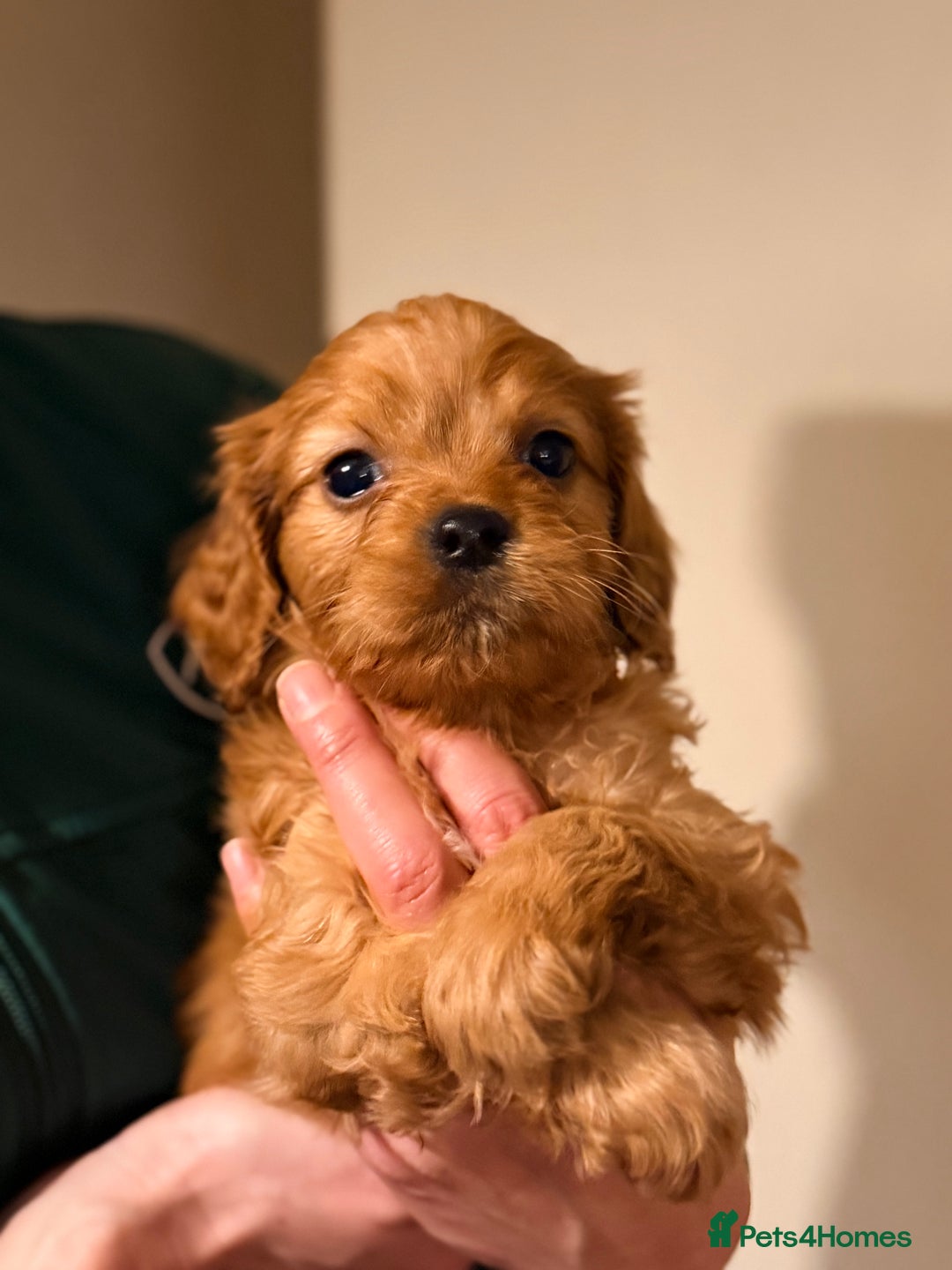 Cavapoo dogs for sale: Health Tested F1 TOY Cavapoo Puppies  - Advert 4