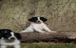 English Springer Spaniel dogs for sale: Ftch KC Springer Spaniels! - Image 5