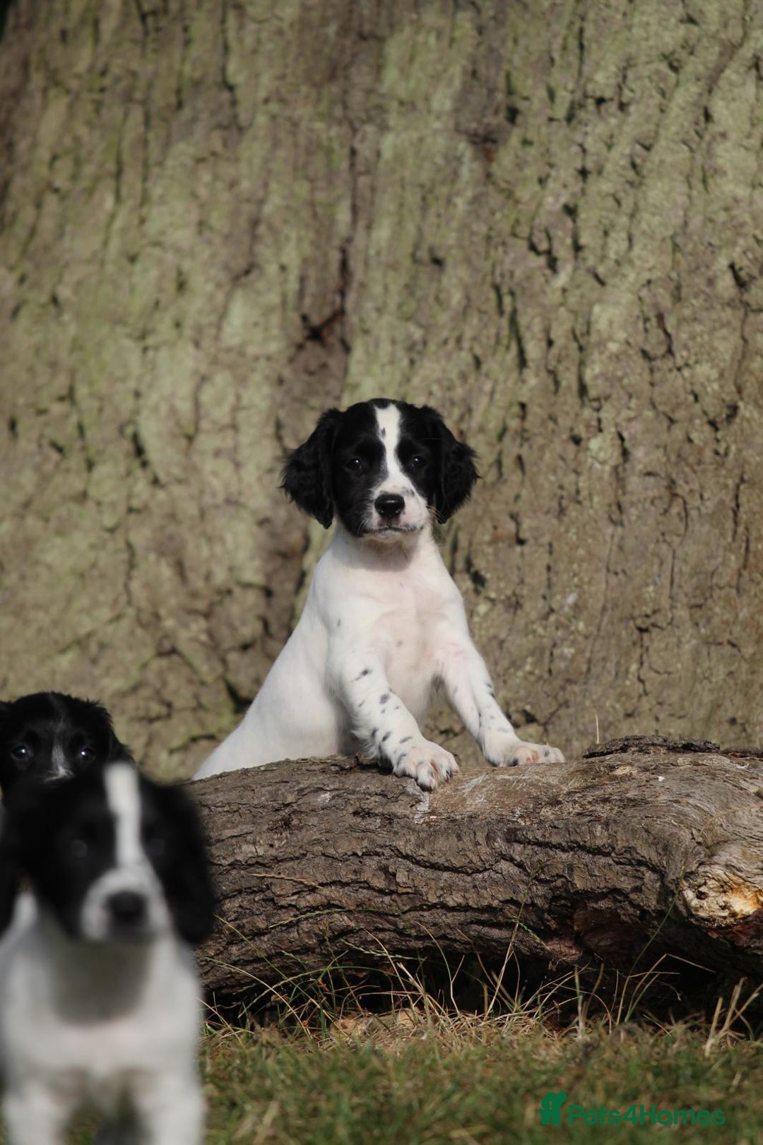 English Springer Spaniel dogs for sale: Ftch KC Springer Spaniels! - Image 5