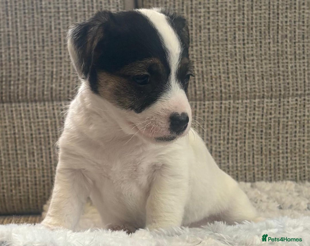 Jack Russell dogs for sale: Gorgeous short-legged Jack Russell Puppies! - Advert 15