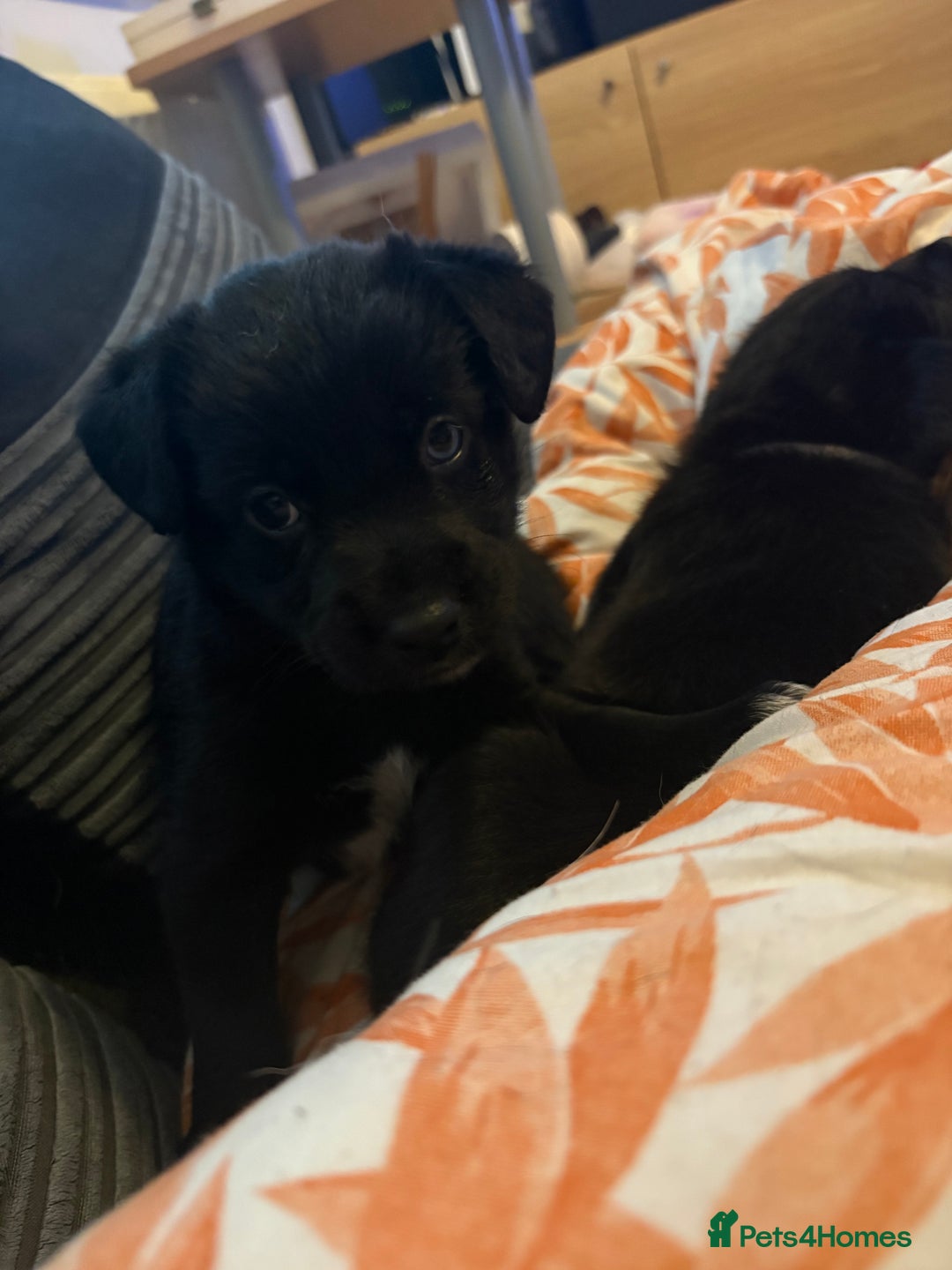 Mixed Breed dogs for sale: Siberian Cocker Puppies  - Image 8