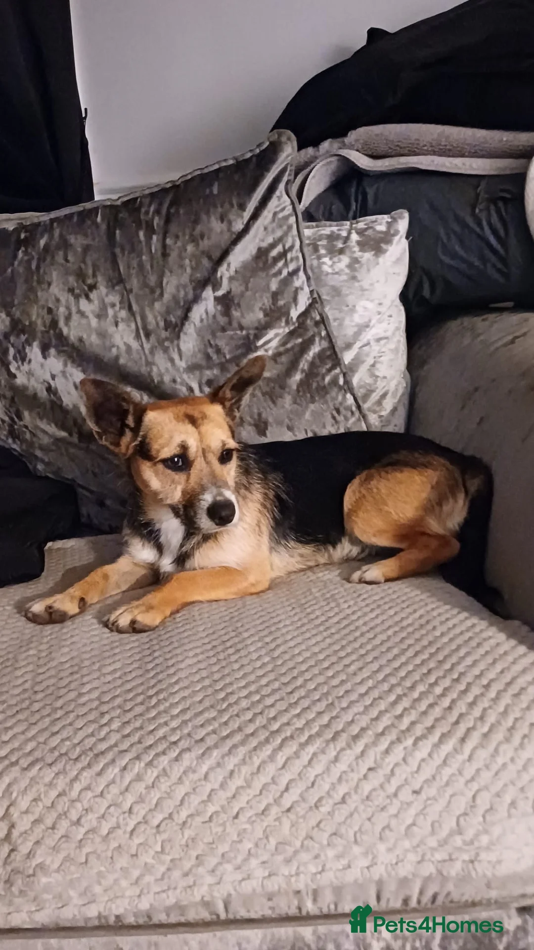 Mixed Breed dogs for sale: Lakeland Russell’s  in Sittingbourne - Advert 1
