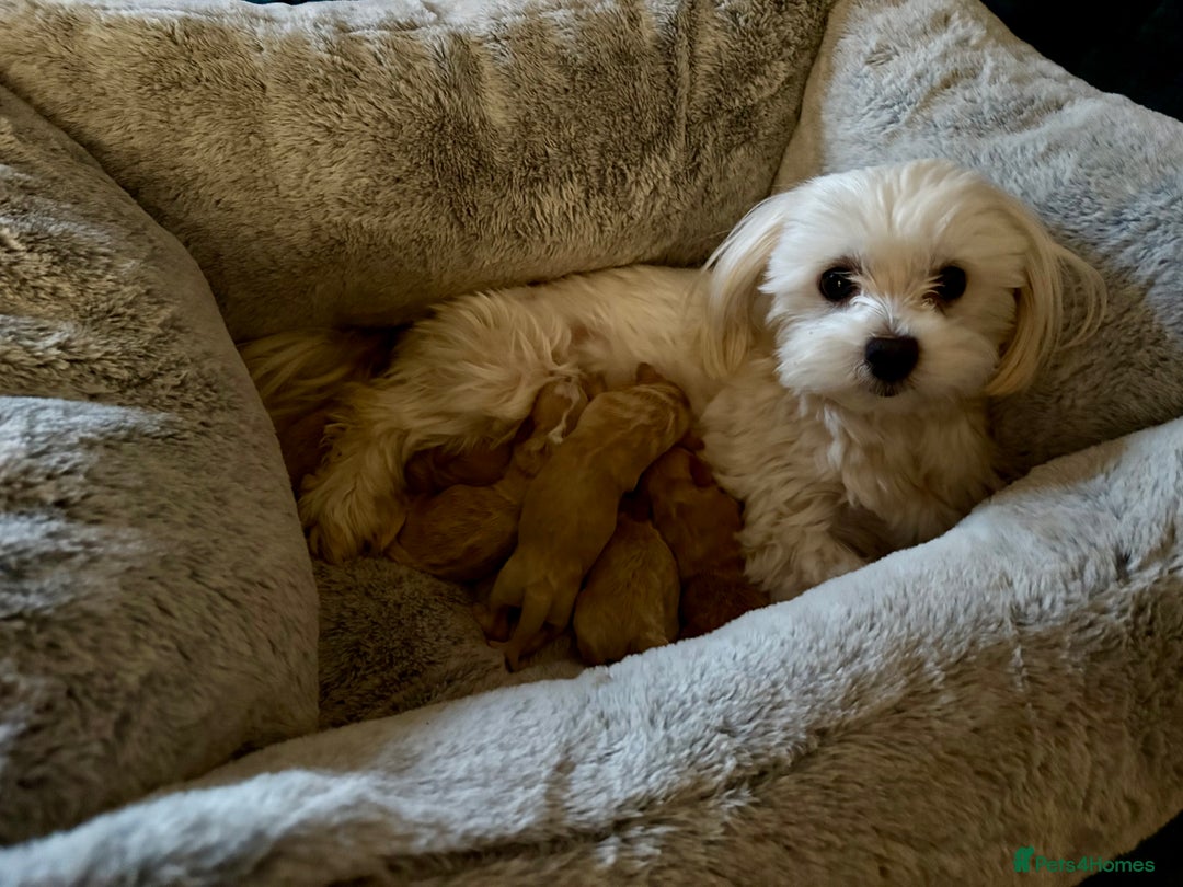 Maltipoo dogs for sale: Miniature F1 Maltipoo Puppies - Image 8