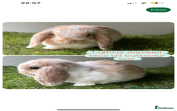 Mini Lop rabbits for sale: Mini lop male (Rupert) 10 weeks - Image 1