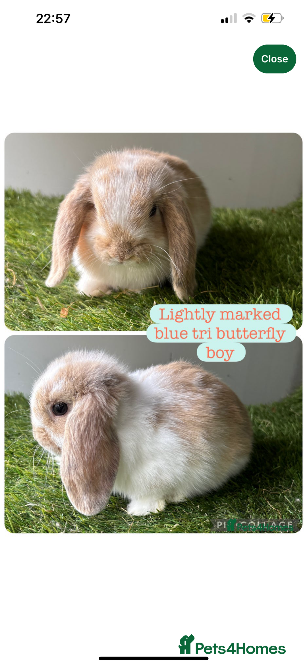 Mini Lop rabbits for sale: Mini lop male (Rupert) 10 weeks - Image 1