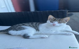 Mixed Breed cats for sale: Male kitten  - Image 2