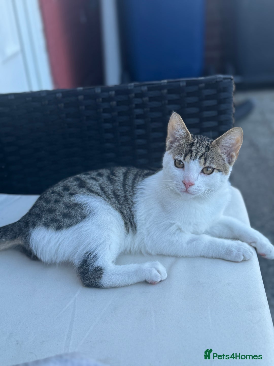 Mixed Breed cats for sale: Male kitten  - Image 2