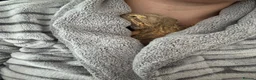 Bearded Dragon reptiles for sale: Bearded Dragon  in Chard - Advert 4