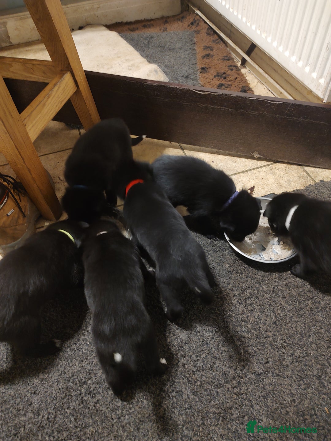 Mixed Breed dogs for sale: Shollie Puppies - GSD/short Haired Border Collie  - Advert 6