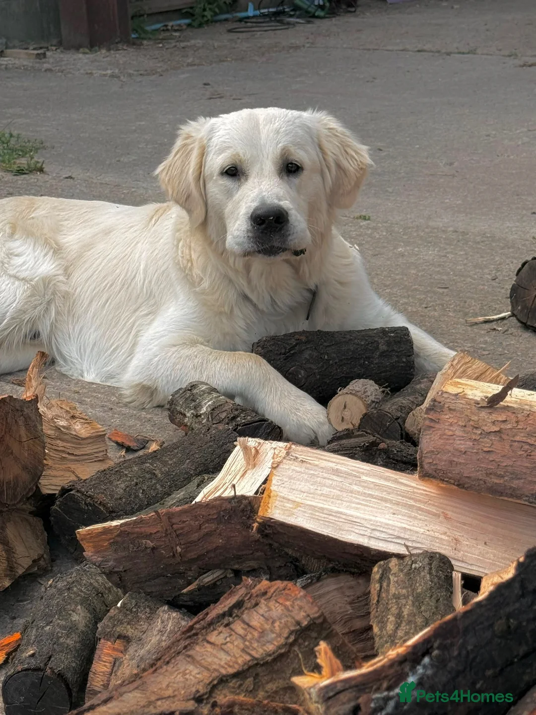 Mixed Breed dogs for sale: Spangold Retreiver Pups (Springer/GoldenRetreiver) - Advert 8