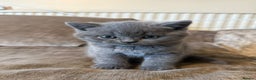 British Shorthair cats for sale: British shorthair  - Advert 3