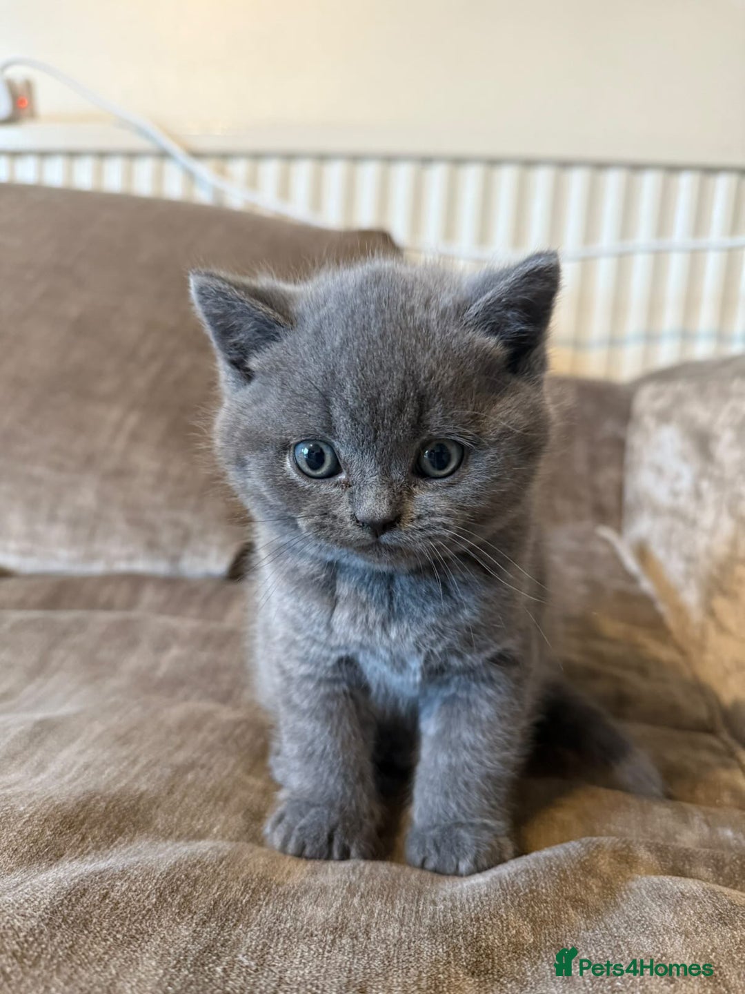 British Shorthair cats for sale: British shorthair  - Advert 3